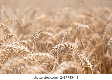 Agricultural wheat field during harvest time. Countryside crop. Harvesting at crop field. Ripe barley agriculture. Harvest at field. Crop harvest. Harvesting corn in autumn. Harvest yield