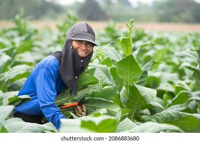 Agricultural Woman Holding Tobacco Leaves Harvest Stock Photo ...