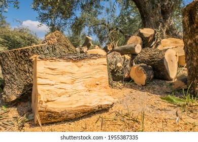 Agricultural Work: Closeup Of The Pulp Of A Log Of Firewood From The Pruning Of An Olive Tree With Several Trunks And The Plant In A Blurred Background