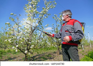 Agricultural worker in a apple orchard spraying pesticide