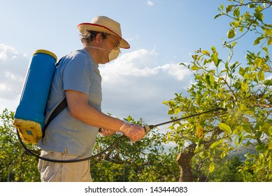 Agricultural worker in a citrus plantation spraying pesticide