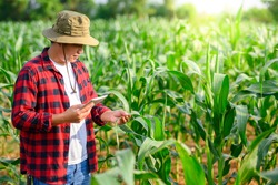 Agricultural Worker Corn Plantation Owner Work In A Corn Field Using The Main Internet Data Network From Your Tablet. Check The Quality Of Corn Stalks And Corn Leaves. Eaten By Insect Pests