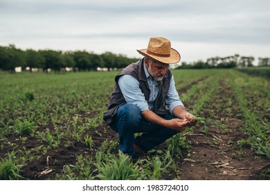 Agricultural Worker Examining Corn Plant Root On Field