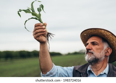 Agricultural Worker Examining Corn Plant Root