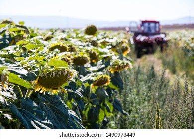 agricultural worker makes sunflower maintenance with tractor in field of sunflower harvest season. 