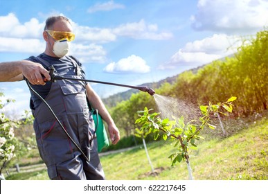 Agricultural worker spraying pesticide on fruit trees