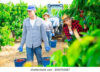 Agricultural Workers Team Working In Farm Fruit Garden On Summer Day During Harvest Of Organic Sweet Cherries