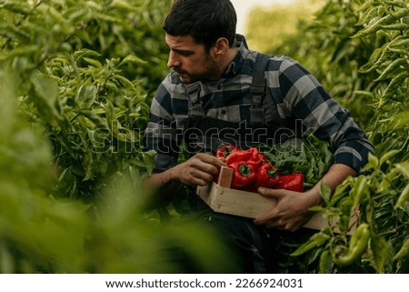 Agriculturalist man picking up fresh raw vegetables. Basket with fresh organic vegetables and peppers in the hands.