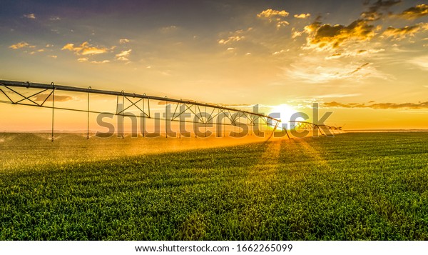 Agriculture - Aerial image, Pivot irrigation\
used to water plants on a farm. sunset, circular pivot irrigation\
with drone -\
Agribusiness