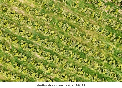 Agriculture: Aerial View of Valencia's Fruit Trees and Groves in Spain - Powered by Shutterstock