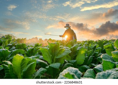 Agriculture with agricultural workers in green tobacco fields With the sun setting a beautiful evening and farmers spraying pesticides. - Shutterstock ID 2236848631