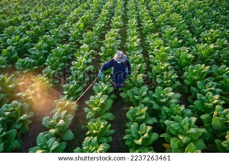 Agriculture with agricultural workers in green tobacco fields male farm worker Farmers are spraying pesticides to grow tobacco. Tobacco Gardening Industry