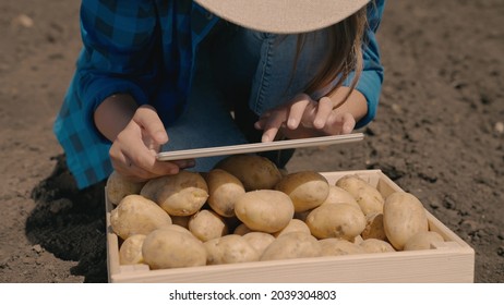 Agriculture, an agronomist working in a tablet, potatoes in a box in the field, a farmer analyzing the harvest, potato business, land plantation, a good fruitful year, vegetable production, rural land - Shutterstock ID 2039304803