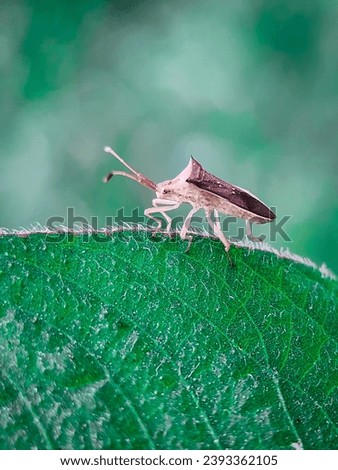 agriculture, animal, antenna, antennae, aphid, aphidoidea, arthropod, background, brown, bug, close, close-up, closeup, day, detail, eyes, forestry, gardening, green, hemiptera, heteroptera,