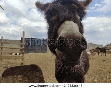 agriculture, animal behavior, animal ear, animal husbandry, animal photography, autumn, beautiful donkey, brown, canada, cattle, countryside, cow, cute donkey, dairy, domestic, donkey isolated, eating