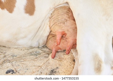 Agriculture animal sick. Cow portrait, beef meat. Milk kine. - Shutterstock ID 1477353155