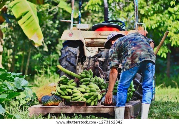 Agriculture in Asia Is using a medium-sized\
tractor to collect many bananas and other agricultural fruits on\
his car In his garden in\
Thailand