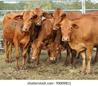 Agriculture Australia Six Brown Cows In Corral On Cattle Ranch Pose For Camera