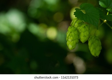 Agriculture Background - crop of fresh ripe hop - Shutterstock ID 1162131073