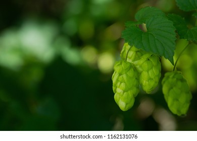 Agriculture Background - crop of fresh ripe hop - Shutterstock ID 1162131076