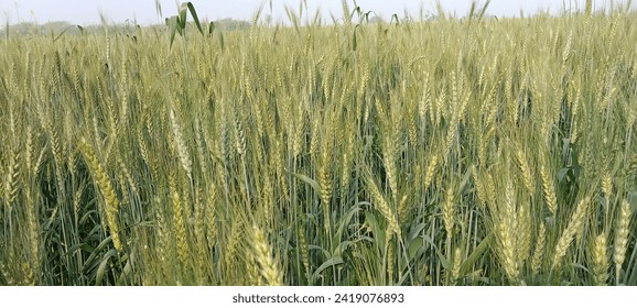 agriculture, beautiful, beauty, blue, bread, bright, cereal, closeup, cloud, color, colorful, corn, country, countryside, dry, ear, environment, farm, farming, field, food, gold, golden, background, a