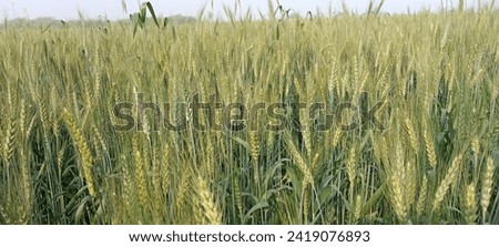 agriculture, beautiful, beauty, blue, bread, bright, cereal, closeup, cloud, color, colorful, corn, country, countryside, dry, ear, environment, farm, farming, field, food, gold, golden, background, a