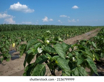 Agriculture, blossoming paprika plants in field with green leaves, white flowers and blue sky with white clouds