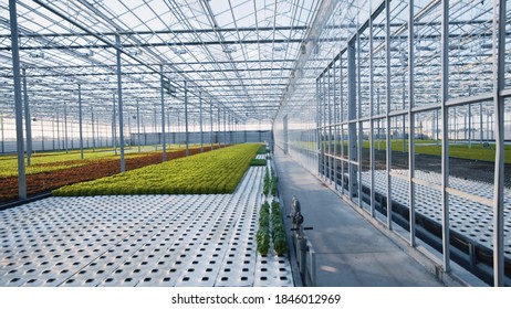 Agriculture business. Greenery. Contemporary technologies. Modern large commercial greenhouse construction producing organic vegetables. Ecology concept. - Powered by Shutterstock