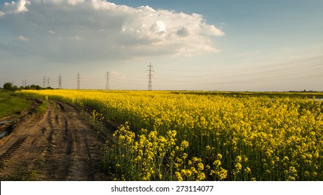 Agriculture - Canola Field