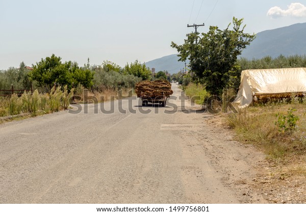 Agriculture. Canopy for drying tobacco\
(Nicotiana tabacum) and a car with dried tobacco leaves in the\
foothills of Mount Olympus (Greece, northeast of\
Thessaly)