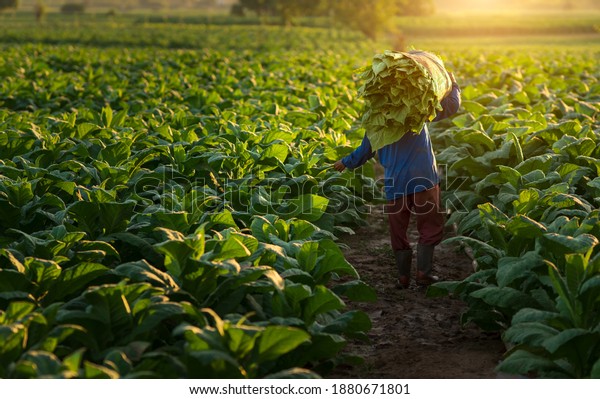 Agriculture carrying the harvest of tobacco\
leaves in the harvest season.farmer collect tobacco leaves.Farmers\
were growing tobacco in converted tobacco growing in thecountry\
thailand Vietnam
