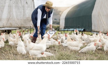 Agriculture, chicken farming and woman with clipboard on free range farm, environment and field. Sustainability, animal care and farmer check poultry birds in countryside, nature or sustainable trade