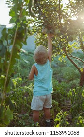 Agriculture: child picking ripe apples in garden during fall