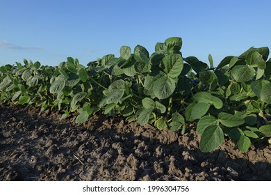 Agriculture, closeup of green cultivated soybean plants in field with clear blue sky, agriculture in late spring or early summer