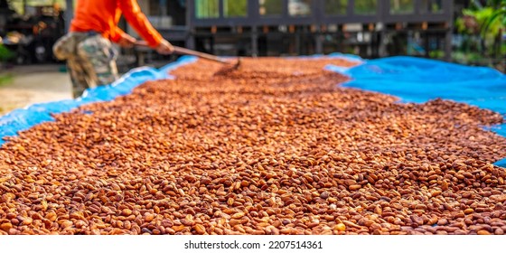 Agriculture Of Cocoa Farmers Brown Organic Cocoa Beans Sun-drying On A Cocoa Farm. Process For Chocolate Production