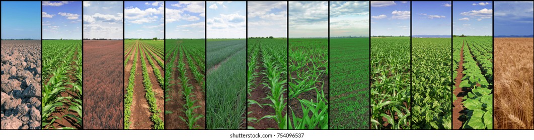 Agriculture collage concept, Fields collage.