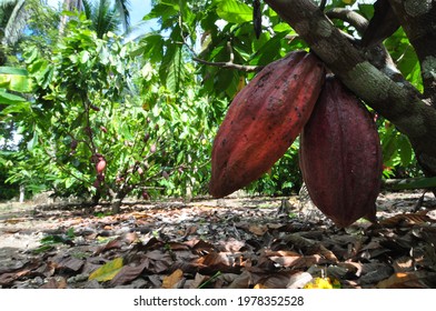 Agriculture Commodity Cocoa, From Seedling, Cultivation And Cocoa Bean. Organic Farming For Sustainable Agribusiness. Cocoa Trees. Global Environment. Sustainable Business.