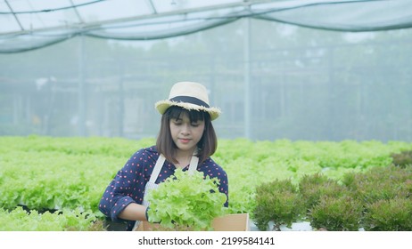 Agriculture Concept Of 4k Resolution. Asian Woman Explaining About Organic Vegetable Cultivation. Gardener's Confidence.