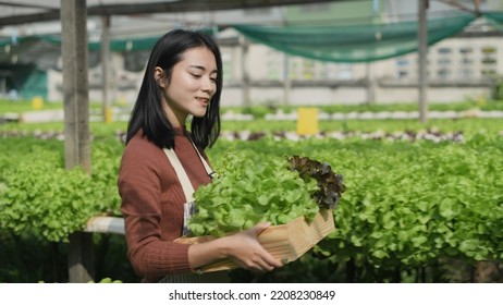 Agriculture Concept Of 4k Resolution. Asian Woman Explaining About Organic Vegetable Cultivation. Gardener's Confidence.