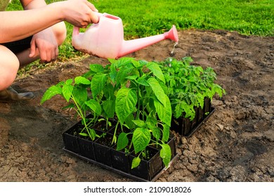 Agriculture concept, farmer watering tomato and pepper seedlings in pots, preparing for transplanting into the ground.