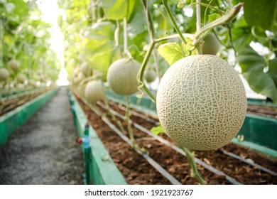 Agriculture Concept. Melon Farm In Large Greenhouses. Use Modern Technology To Grow Plants That Are Non-toxic. Modern Agriculture, Smart Farm