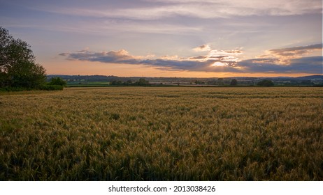 Agriculture corn field in english countryside in summer with blue sky in the evening with trees and hedges