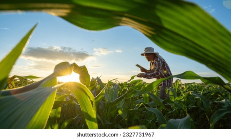 Agriculture of Corn,  A senior farmer working in the agricultural garden of Corn field at sunset. - Powered by Shutterstock