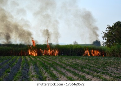 Agriculture Crop - Open Burning On Rice Or Corn Field. Fire Flame On Biomass From Food Industrial In Devoloping Country, South East Asia. Smoke From Burn Can Cause To Particulate Matter, Air Pollution