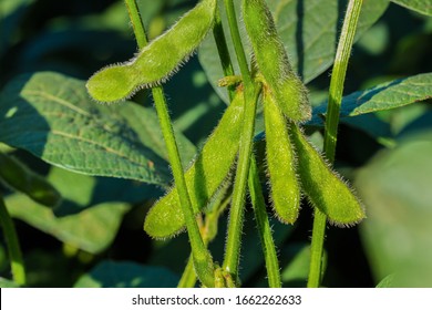 Agriculture - Detail of macro young soybeans, cultivated soybean field. Green soybean plantation background, Beautiful image of soybean in bloom, high productivity - Agribusiness - Shutterstock ID 1662262633
