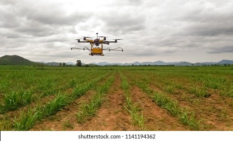 Agriculture Drone Fly On Sky And Cane Field