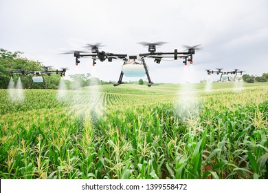 Agriculture drone fly to sprayed fertilizer on the sweet corn fields