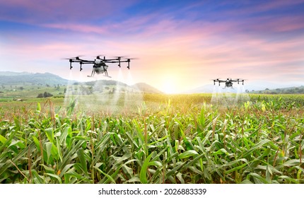 Agriculture drone fly to sprayed fertilizer on the sweet corn fields. smart farmer use drone for various fields like research analysis, terrain scanning technology, smart technology concept. - Shutterstock ID 2026883339