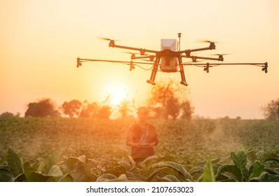 Agriculture Drone Fly To Sprayed Fertilizer On The Rice Fields.farmer In Hat Standing In Tobacco Field And Controlling Of Drone Which Flying Above Margin. Male Using Tablet Device As Controller.