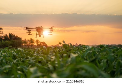 Agriculture Drone Fly To Sprayed Fertilizer Water Or Holmone On The Sweet Corn Fields .Agriculture Technology Drones Modern Farming Tools Of Croppers.